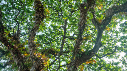 Obraz premium An old coastal tree is entwined with woody vines and covered with epiphytic ferns, tree epiphyte. The tree harbors a whole world of plants and animals, association, opium. Malaysia. Malacca