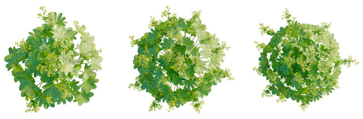 Alchemilla vulgaris tree plan, top view, cutout, transparent background, isolate, Delicate sprig of blossoming lilac branch, detailed close-up, springtime floral elegance © Peter Hai