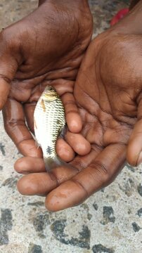 Small Live Freshwater Fish Resting in Human Hands, Close Up, Conservation and Catch and Release Concept, 4K