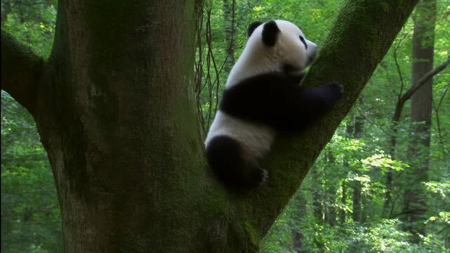Playful panda cub climbing a tree in a lush green forest. Represents wildlife conservation and the beauty of nature