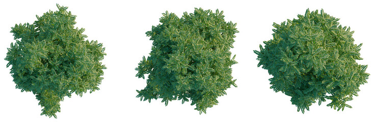 Obraz premium Dracontomelon duperreanum tree plan, top view, cutout, transparent background, isolate, Detailed close-up of lush green pine tree branches with vibrant needles, perfect for nature imagery.
