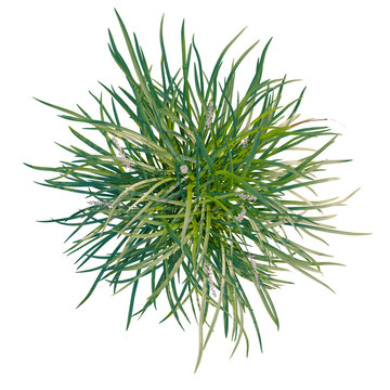 Ophiopogon bodinieri tree plan, top view, cutout, transparent background, isolate, Close-up of fresh green grass blades, detailed texture, natural background, spring season
