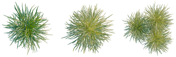 Ophiopogon bodinieri tree plan, top view, cutout, transparent background, isolate, Delicate green fern leaves, detailed texture, natural botanical elements, lush foliage, spring season © Peter Hai