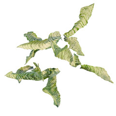 Obraz premium Sansevieria trifasciata tree plan, top view, cutout, transparent background, isolate, Abstract green leaves texture, macro photography, organic shapes, natural background, botanical close-up