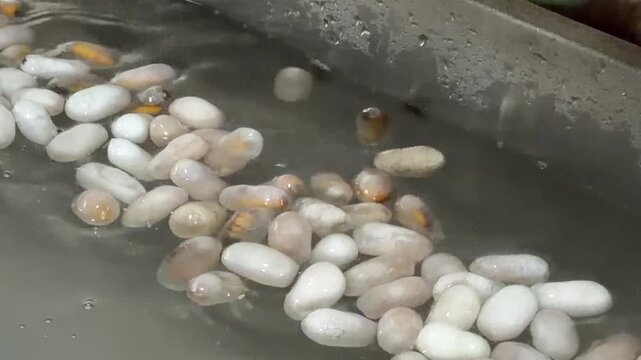 Large quantities of cocoons float in a hot water basin as fine filaments are continuously drawn and unwound into the reeling system inside a working silk facility. Cocoon unwinding.