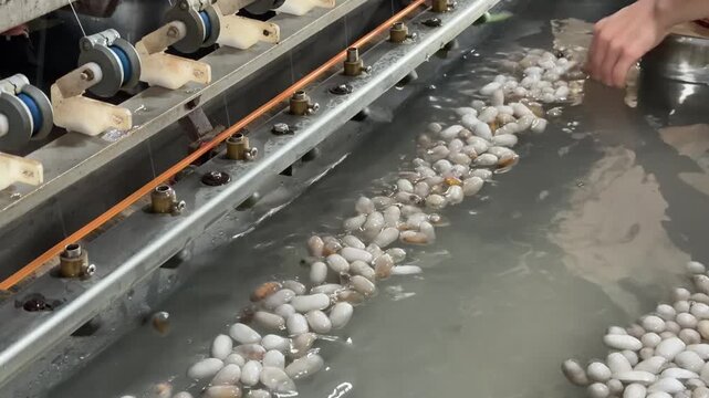 A worker attaches fine silk threads to reeling equipment as cocoons are processed along a production line inside a traditional textile facility. Silk reeling.