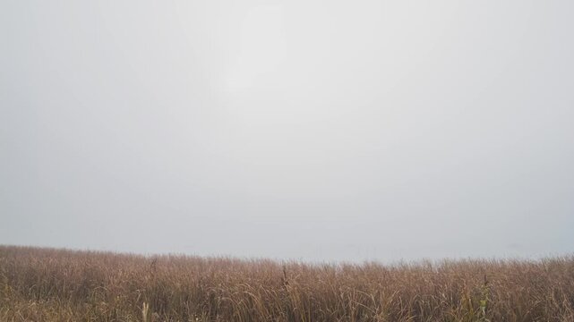 霧が晴れてゆく印旛沼 (タイムラプス)