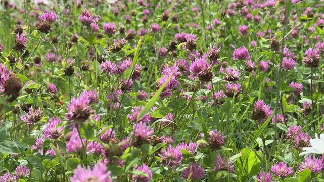Pink clover meadow in summer, dense carpet of blooming red clover and mixed grasses closeup pans capture rounded pink heads, textured leaves, scattered yellow wildflowers, warm sunlight.