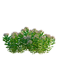 Hylotelephium erythrostictum tree, elevation, front view, cutout, transparent background, isolate, Detailed sprig of plant with green leaves and delicate purple flowers, close up view