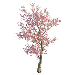 Fototapeta premium Prunus dulcis tree, elevation, front view, cutout, transparent background, isolate, Blooming cherry blossom branch close-up, springtime floral detail, pink petals, nature