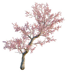 Obraz premium Prunus dulcis tree, elevation, front view, cutout, transparent background, isolate, Cherry Blossom Branch with Delicate Pink Flowers, Springtime Floral, Nature