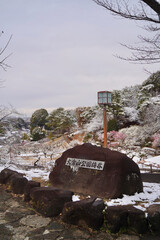 雪が積もった梅の花 大倉山公園梅林、神奈川県横浜市