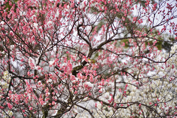 雪が積もった梅の花 大倉山公園梅林、神奈川県横浜市