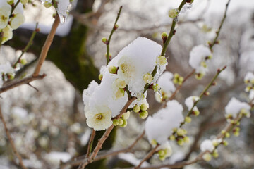 雪が積もった梅の花 大倉山公園梅林、神奈川県横浜市