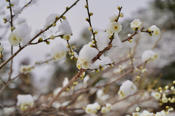 雪が積もった梅の花 大倉山公園梅林、神奈川県横浜市