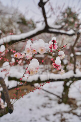 雪が積もった梅の花 大倉山公園梅林、神奈川県横浜市