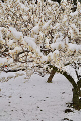 雪が積もった梅の花 大倉山公園梅林、神奈川県横浜市