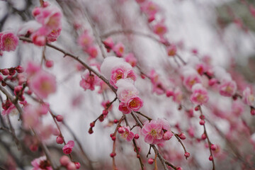 雪が積もった梅の花 大倉山公園梅林、神奈川県横浜市