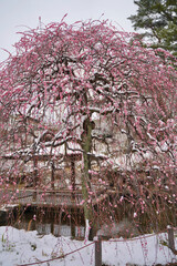 雪が積もった梅の花 大倉山公園梅林、神奈川県横浜市