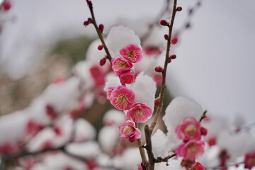 雪が積もった梅の花 大倉山公園梅林、神奈川県横浜市
