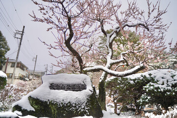 雪が積もった梅の花 大倉山公園梅林、神奈川県横浜市