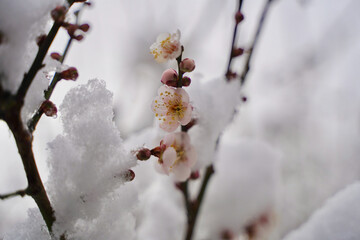雪が積もった梅の花 大倉山公園梅林、神奈川県横浜市