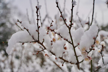 雪が積もった梅の花 大倉山公園梅林、神奈川県横浜市
