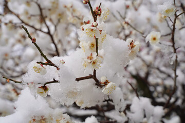 雪が積もった梅の花 大倉山公園梅林、神奈川県横浜市