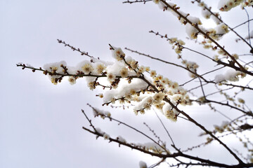 雪が積もった梅の花 大倉山公園梅林、神奈川県横浜市