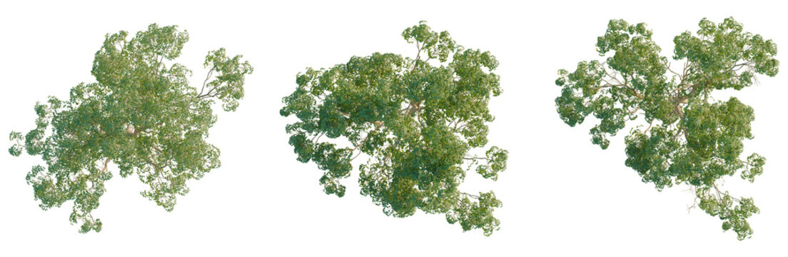 Acer negundo tree plan, top view, cutout, transparent background, isolate, Aerial view of lush green forest canopy, vibrant foliage, dense woodland, natural landscape