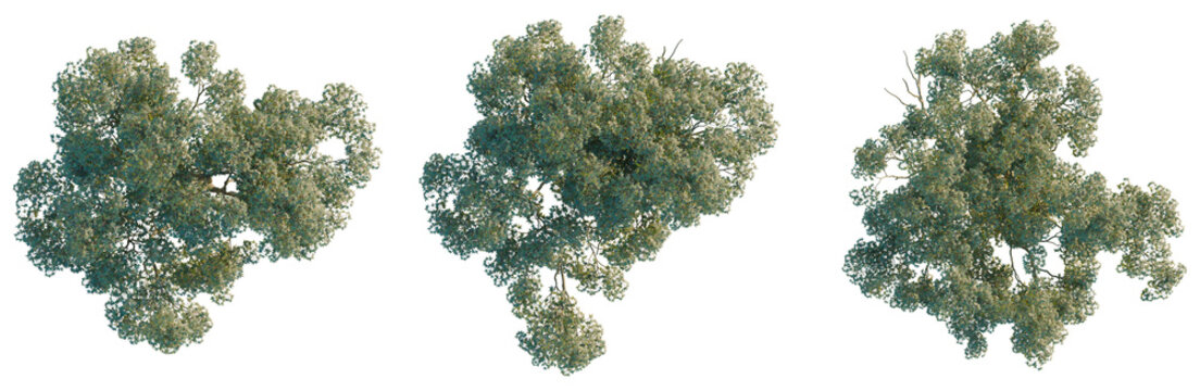 Acer palmatum tree plan, top view, cutout, transparent background, isolate, Detailed close-up of a vibrant green pine tree branch with needles, nature