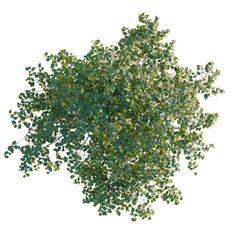 Naklejka premium Fraxinus americana tree plan, top view, cutout, transparent background, isolate, Lush green tree branch with vibrant foliage, perfect for botanical and nature-themed designs.