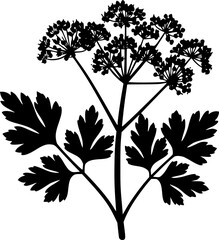 Obraz premium Intricate Botanical Umbel Silhouette - Detailed Wildflower and Herb Nature Vector
