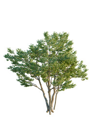 Fototapeta premium Acer buergerianum tree, elevation, front view, cutout, transparent background, isolate, Detailed close-up of a lush green tree with intricate foliage and natural textures.