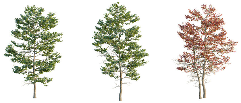 Acer buergerianum tree, elevation, front view, cutout, transparent background, isolate, Autumn Maple Tree with Vibrant Orange Leaves on a Sunny Day, Detailed Foliage, Nature