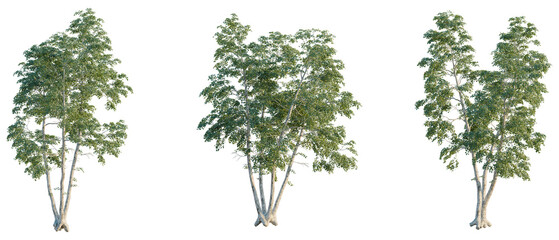 Betula pendula tree, elevation, front view, cutout, transparent background, isolate, Group of birch trees in a forest, detailed natural landscape, scenic view, peaceful environment © DH Tree Stock