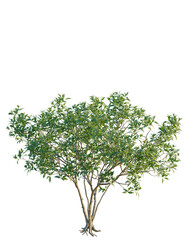 Obraz premium Chitalpa tashkentensis tree, elevation, front view, cutout, transparent background, isolate, Bonsai Tree with Exposed Roots - Detailed Botanical Illustration for Design and Education