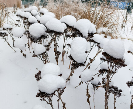 Sedum spectabile withstand snow loads in winter. Dried flowers in the garden 