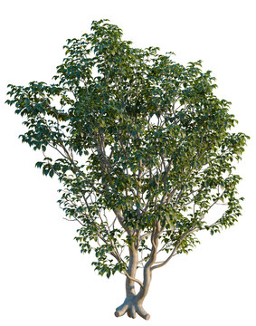 Eucommia ulmoides tree, elevation, front view, cutout, transparent background, isolate, Ficus Microcarpa Ginseng Plant, Detailed Leaves, Natural Root System, Gardening and Indoor Decor