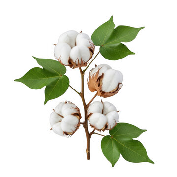 A close-up view of fresh cotton bolls with green leaves isolated on white background isolated on transparent background