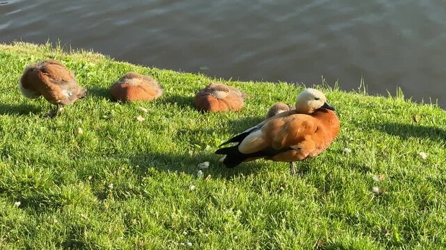 Mother and father Ruddy shelduck with her small ducklings on lake in the summer. It is a waterfowl of the duck family, similar to the common one. The bird has orange-brown plumage and a lighter head.