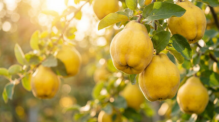Cognassier charg&eacute; de coings m&ucirc;rs dans un verger ensoleill&eacute; en automne