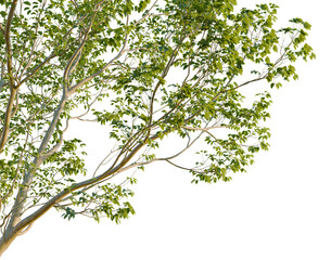 Fototapeta premium Acer negundo tree, corner view, cutout, isolate, transparent background, Detailed Green Tree Branch with Leaves, Natural Element for Design and Decoration, High Resolution
