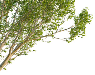 Acer negundo tree, corner view, cutout, isolate, transparent background, Branch of a Maple Tree with Green Leaves on a Clear Sky Background, Autumn Season