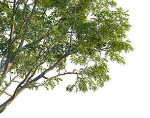Fototapeta premium Styphnolobium japonicum tree, corner view, cutout, isolate, transparent background, Detailed Branch of a Tree with Green Leaves, Natural Texture, Isolated on Background