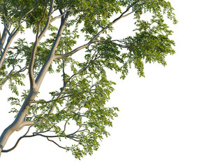 Styphnolobium japonicum tree, corner view, cutout, isolate, transparent background, Detailed close-up of vibrant green leaves and branch with natural textures, macro photography.