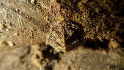 Obraz premium Velvety mail chiton or velvety mail shell (Acanthochitona fascicularis) undersea, Ligurian Sea, Italy, Imperia