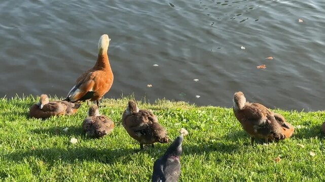 Mother and father Ruddy shelduck with her small ducklings on lake in the summer. It is a waterfowl of the duck family, similar to the common one. The bird has orange-brown plumage and a lighter head.