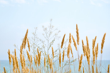 Summer landscape with golden grass against a blurred seashore.
