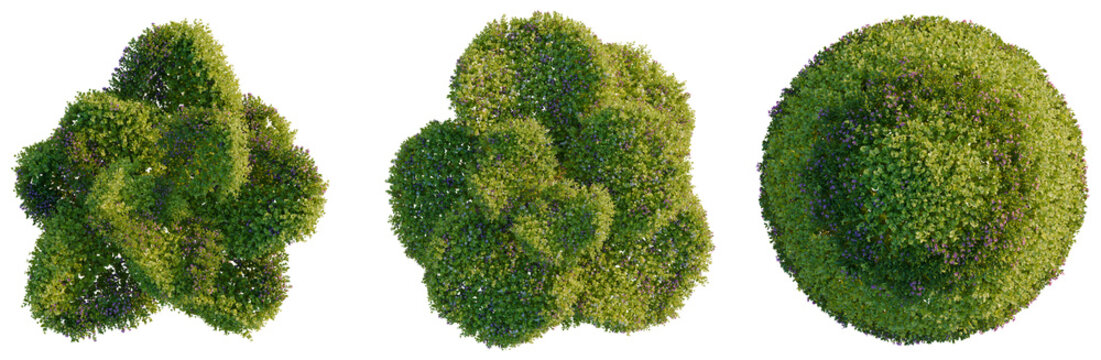 Bacopa diffusa tree plan, top view, cutout, transparent background, isolate, Close-up of Purple Lavender Flowers Blooming in a Field on a Sunny Day, Floral Background